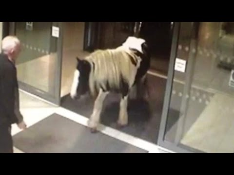 Άλογο πήγε να… παραδοθεί σε αστυνομικό τμήμα! (Video) - Media