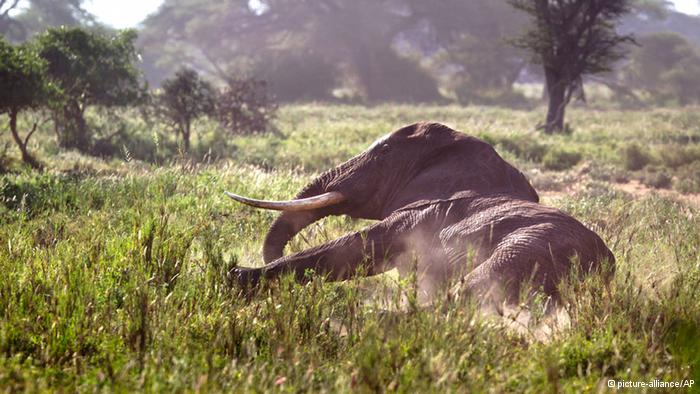 Η μαφία του κυνηγιού άγριων ζώων - Media