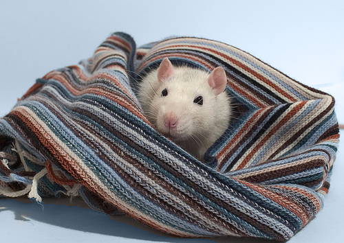 Τρεις μήνες φυλακή για βασανισμό αρουραίων - Media