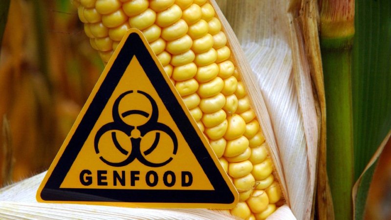 Απαγορεύτηκε στη Γαλλία το μεταλλαγμένο καλαμπόκι της Monsanto  - Media