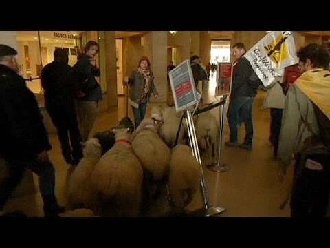 Πρόβατα εισέβαλαν στο Λούβρο (Video) - Media