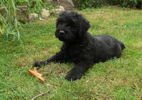 Ένα μαύρο Tερριέρ το δώρο του Πούτιν στον Τσάβες - Media