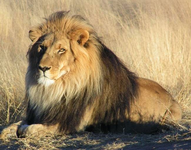 Συμμορία έκλεψε λιοντάρι από καταφύγιο ζώων - Media