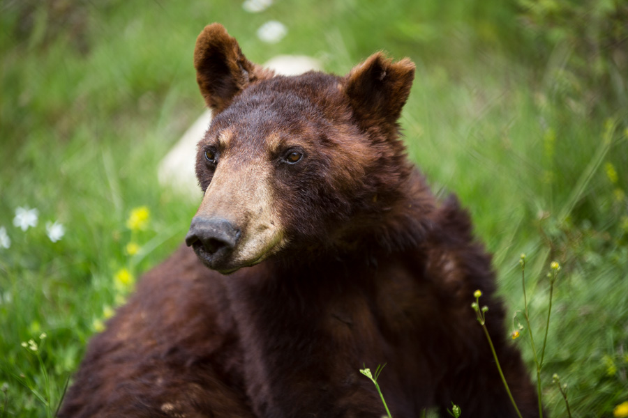 Πλήρης ημερών πέθανε ο Γιώργος, μία από τις αρκούδες του «Αρκτούρου» - Media