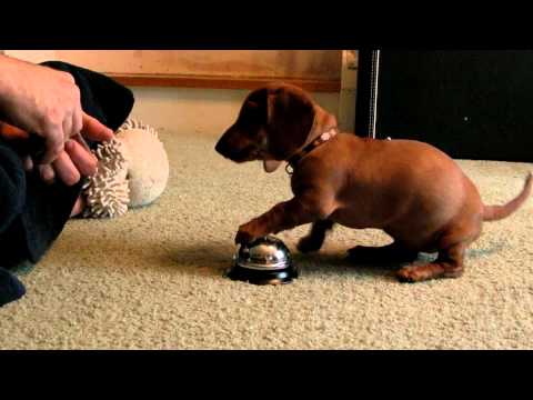 Η πανέξυπνη σκυλίτσα που… χτυπάει το κουδούνι για να φάει (Video) - Media
