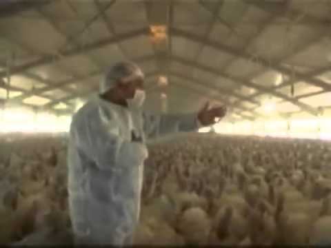 Οι γαλοπούλες έχουν τον δικό τους Ερντογάν (Video) - Media
