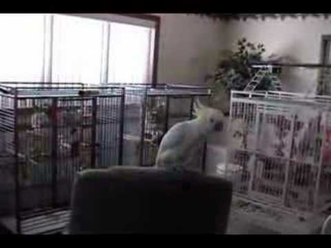 Ο παπαγάλος που χορεύει Queen (Video) - Media