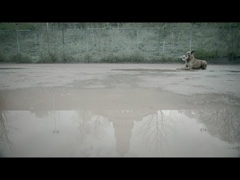 «Το ποδόσφαιρο και οι ναζί δεν πάνε μαζί» το βίντεο της Μπορούσια Ντόρτμουντ - Media