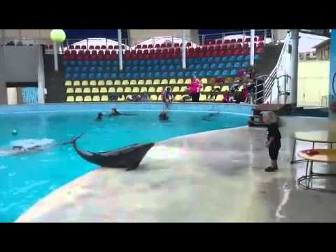 Πιτσιρικάς παίζει μπάλα με δελφίνι (Video) - Media