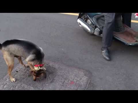 Σκύλος «καβαλάει» μηχανάκι με απίθανο τρόπο (Video) - Media