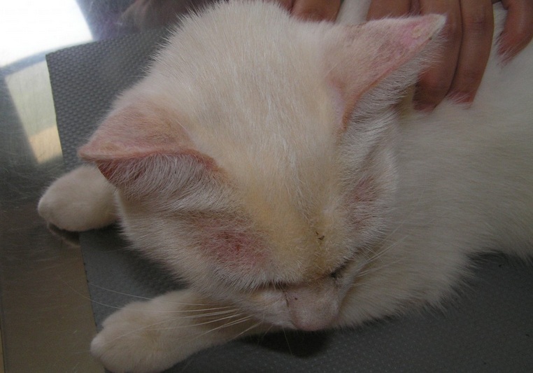 Και όμως και τα ζώα κινδυνεύουν από εγκαύματα λόγω ήλιου - Media