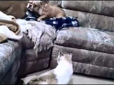 Ένας σκύλος… τζάμπα μάγκας (Video) - Media