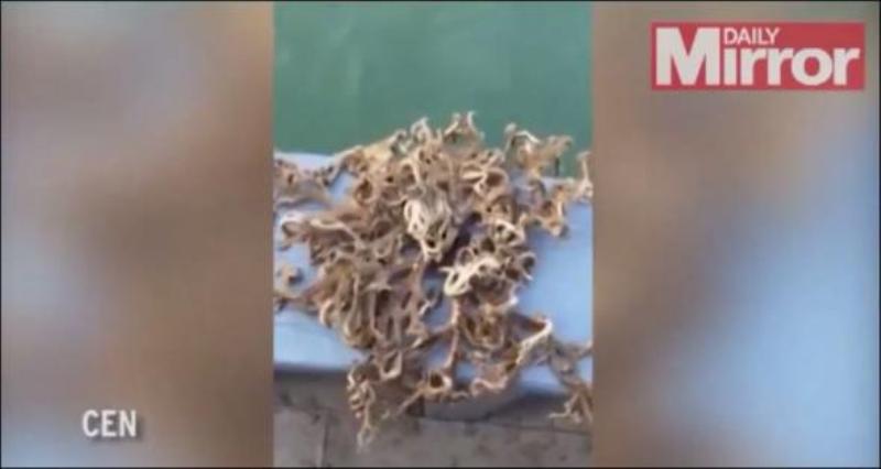 Παράξενο θαλάσσιο τέρας με 92 πλοκάμια-Δείτε το βίντεο! (Video) - Media