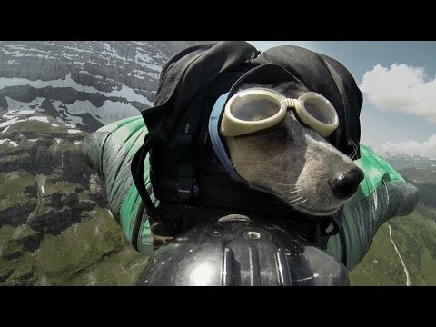 Σκύλος κάνει ελεύθερη πτώση από ύψος 4.000 μέτρων! (Video) - Media