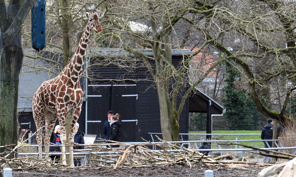 Κοπεγχάγη: Οργή για την καμηλοπάρδαλη που θα ταϊστεί στα λιοντάρια - Media