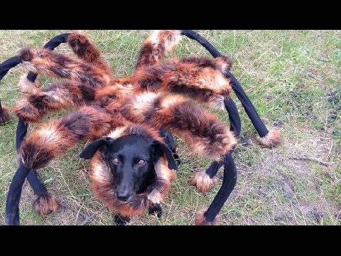 Γιγαντιαία μεταλλαγμένη …αράχνη προκαλεί πανικό (Video) - Media