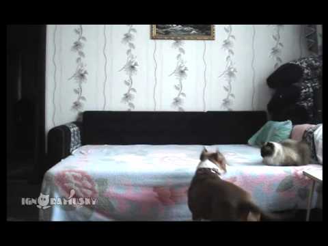 Όταν λείπει ο ιδιοκτήτης, χορεύει ο… σκύλος! (Video) - Media