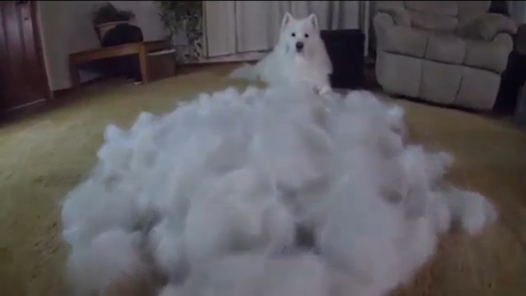 Δεν θα πιστεύετε πόση τρίχα έβγαλε με το βούρτσισμα αυτός ο σκύλος (video) - Media