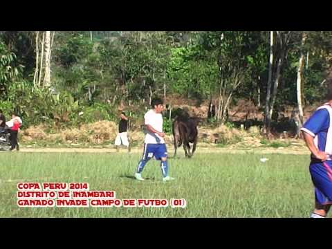 Αγελάδες «εισέβαλαν» σε γήπεδο στη διάρκεια ποδοσφαιρικού αγώνα (Video) - Media