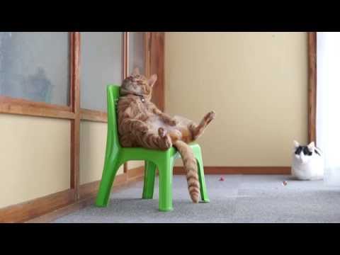 Ο πιο κουλ γάτος ever (Video) - Media