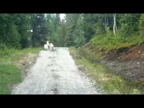 Προβατίνα – Λύκος, 1-0! (Video) - Media