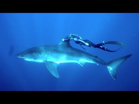 Κολυμπώντας με έναν μεγάλο λευκό καρχαρία (Βίντεο) - Media