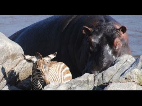 Ιπποπόταμοι σώζουν ζέβρα από κροκόδειλο (Video) - Media