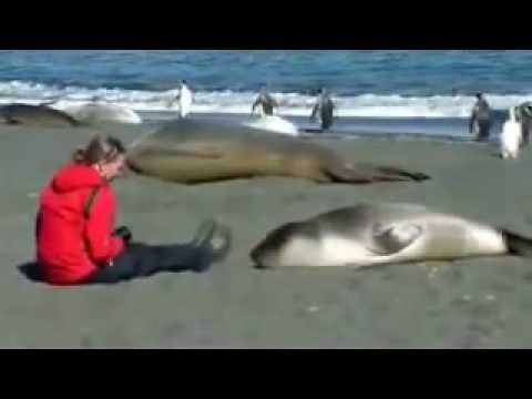 Η φώκια που ερωτεύτηκε μια γυναίκα (Video για... λιώσιμο) - Media