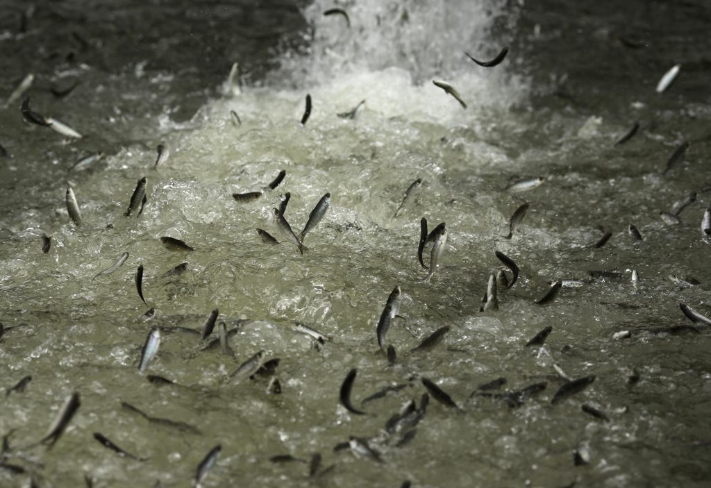 Η μόλυνση των θαλασσών προκαλεί «αυτοκτονικές τάσεις» στα ψάρια - Media