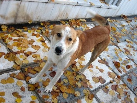 Τι λένε τα κόμματα για τα αδέσποτα σκυλιά... - Media