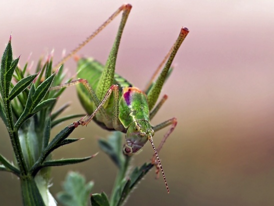 …κι εσύ κι ο γρύλος σου!!! - Media
