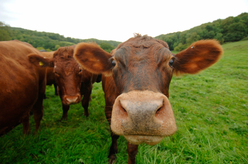 Φόρεσε μπεϊμπιλίνο στις αγελάδες του! (Photo) - Media