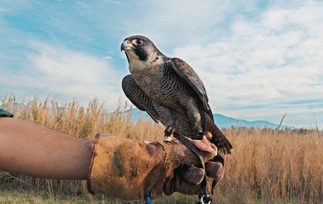 Συνέλαβαν για κατασκοπεία ένα… γεράκι! - Media