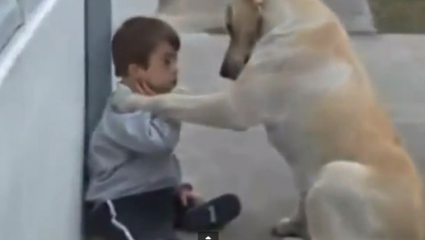 Το συγκινητικό βίντεο ενός παιδιού με σύνδρομο Down και ενός σκύλου - Media