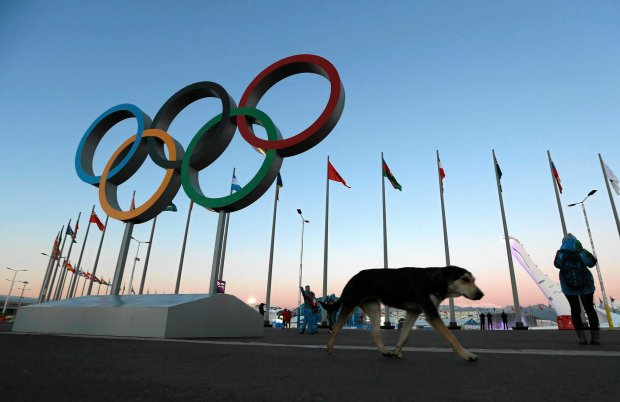 Σότσι: Εξοντώνουν όλα τα αδέσποτα για τους Ολυμπιακούς Αγώνες! - Media