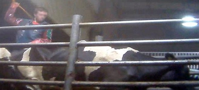 Χτυπάνε με μανία αγελάδες σε μεγάλη γαλακτοβιομηχανία (Video) - Media