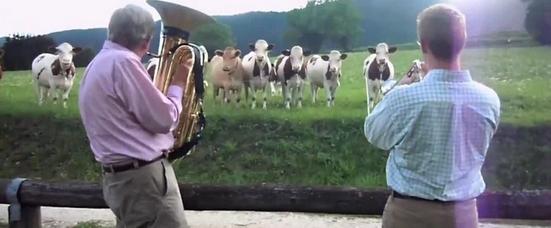 Αγελάδες με… μουσική παιδεία (Video) - Media