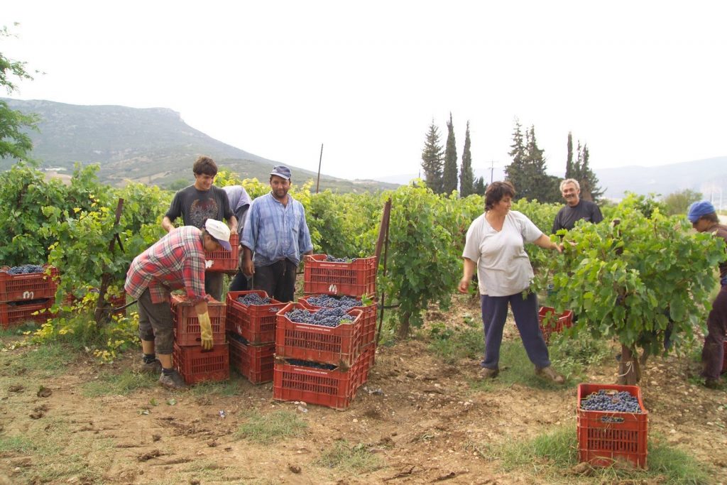 Λεφτά υπάρχουν. 55 εκ. σε αγρότες μέχρι το Πάσχα - Media