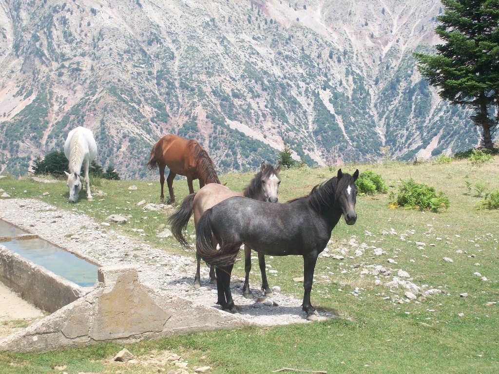 Ακόμα τρώμε «άλογο»! - Media