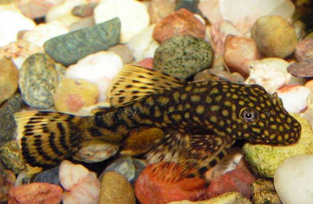 Από τον Αμαζόνιο στην Καστοριά ένα ψάρι Ανκίστρους - Media