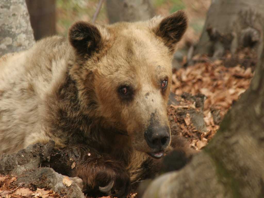 Πέθανε ο γηραιότερος αρκούδος του κόσμου - Media