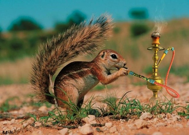 Τα ροζ συννεφάκια και οι βόμβες - Media