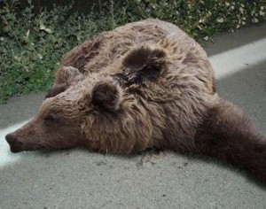 Δέκατη αρκούδα νεκρή σε τροχαίo - Media