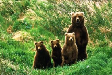 Περίπου 500 αρκούδες ζουν στην Ελλάδα - Media