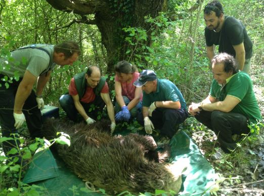 Διάσωση τραυματισμένης αρκούδας στα Γρεβενά - Media