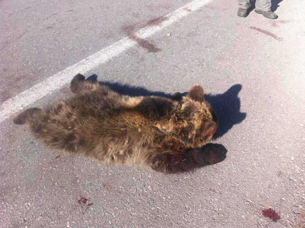 Ακόμα ένα νεκρό αρκουδάκι σε τροχαίο… - Media