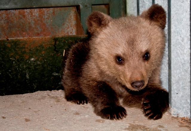 Αρκουδάκι 4 μηνών, νεκρό από ασιτία  - Media