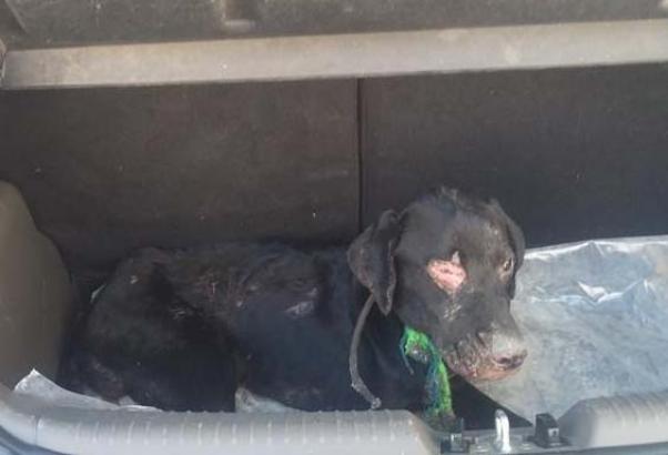 Ζωντανό, αλλά σε κρίσιμη κατάσταση, το σκυλάκι που έκαψαν στην Άρτα - Media