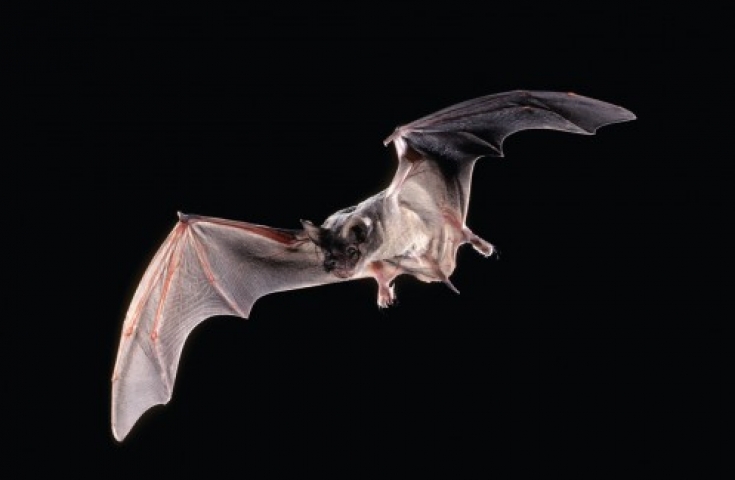 Συναγερμός στο ΚΕΕΛΠΝΟ από δάγκωμα νυχτερίδας σε 60χρονο - Media