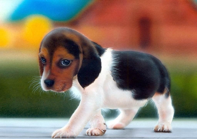 4 εφαρμογές Android για φιλόζωους - Media